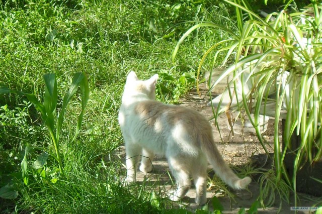 Котовторник на 26.06.12