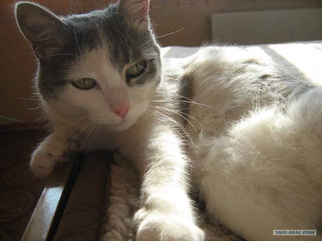 Котовторник 10. 07. 2012