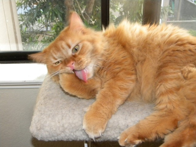 Котовторник  16.10.12