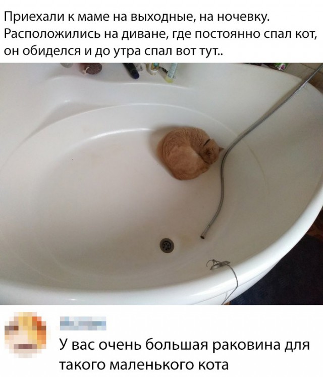 Забавные фото котеек