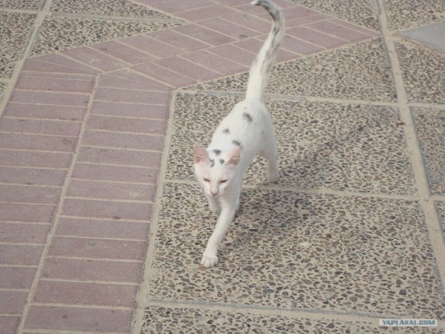 Котовторник 29.01.2013