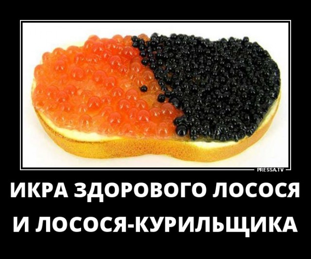 Как выращивают сёмгу и форель в Норвегии