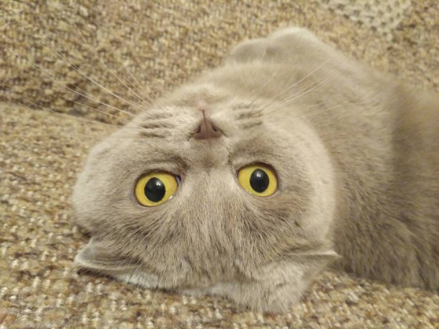 С Днём кошки!