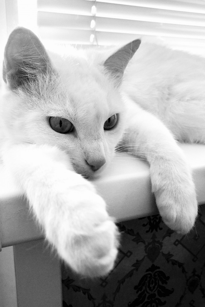 Картинки с котами и про котов