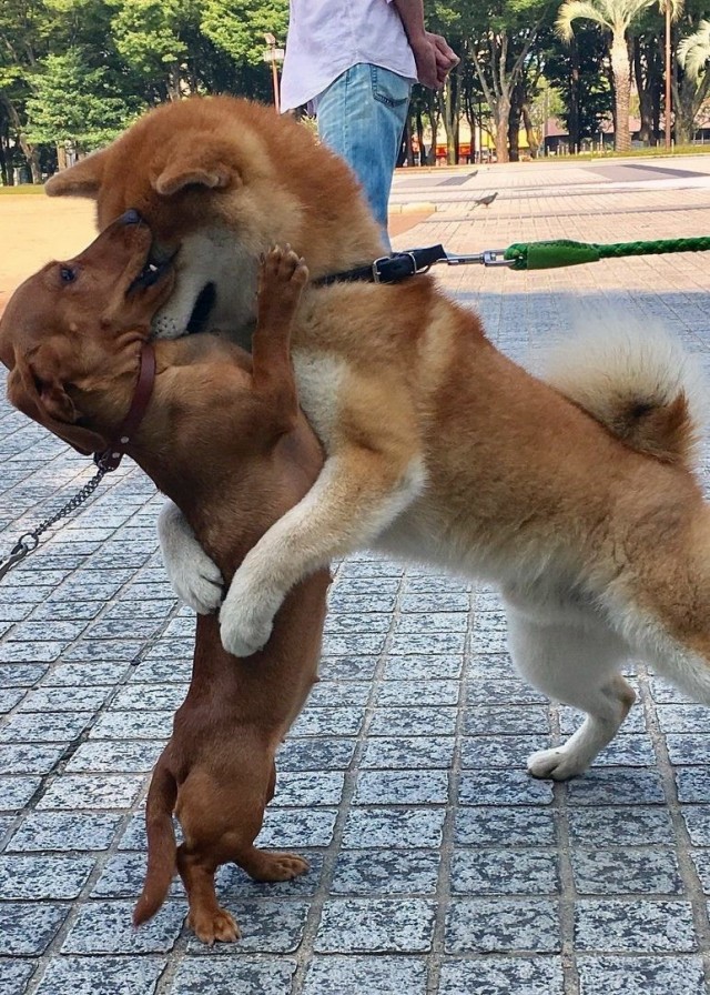 Живность из сети