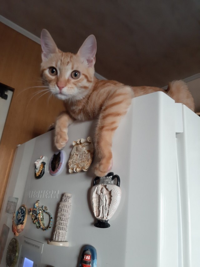 ̶К̶о̶р̶о̶н̶  Котовторник!
