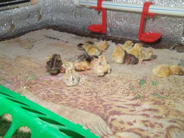 А какие у вас питомцы?