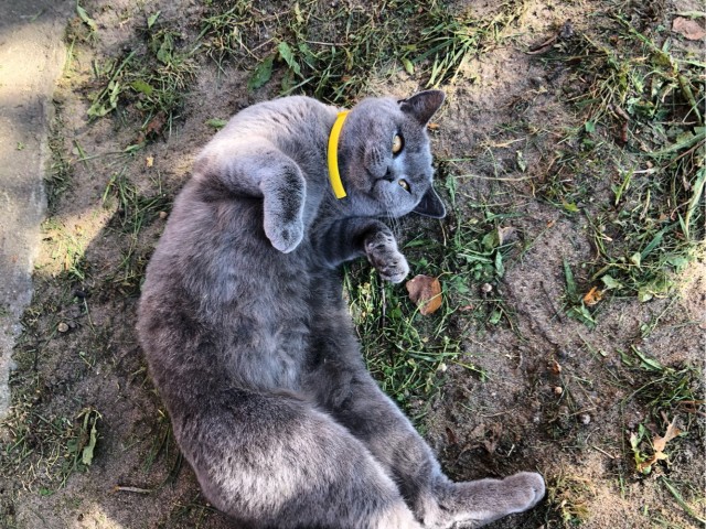 Котовторник