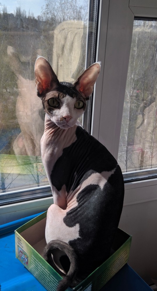 Коты, которые нас порадовали!