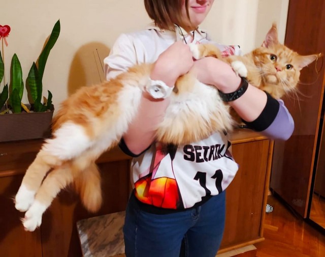 Большие коты - очень круты!