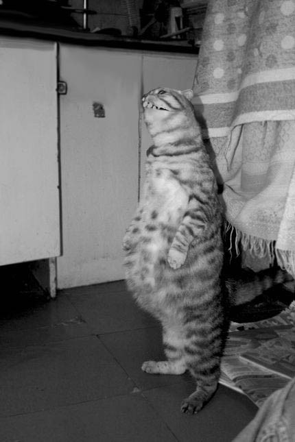 Кормим кота с рук