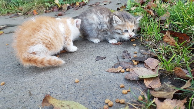 Ярославль котята в добрые