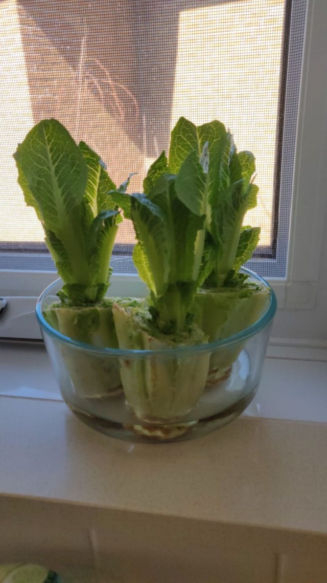 Цыпа Сельдереевна. Курица,лук,сельдерей.