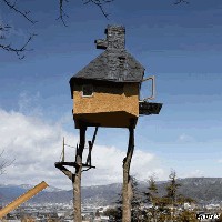 Тетка и голуби