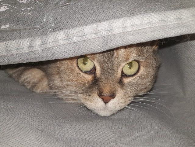 Котокартинки и котобуквы