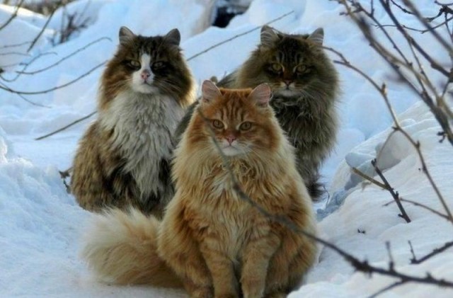 Уличные котаны