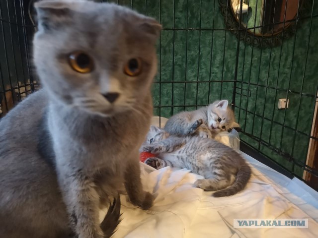 Жизнь домашнего приюта "Котоленд" 271