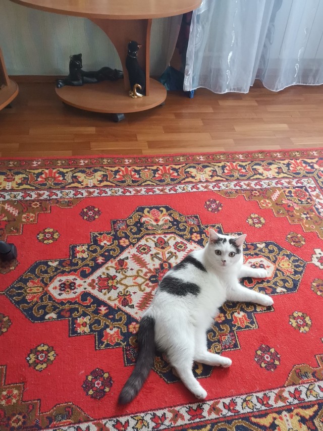 Котовторник же!