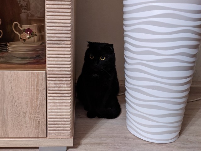 А котовторник уже начался?
