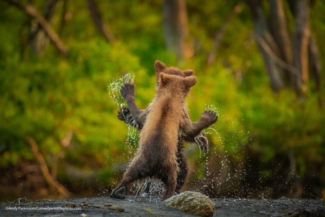 Лучшие фото конкурса Comedy Wildlife Photography Awards 2021