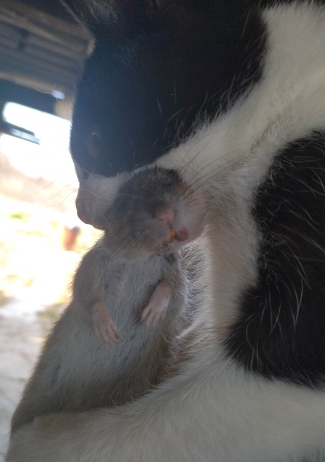 Котовторнику быть