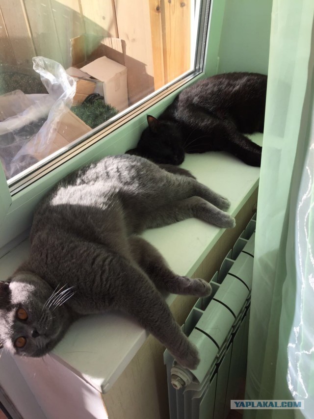 Котовторнику быть