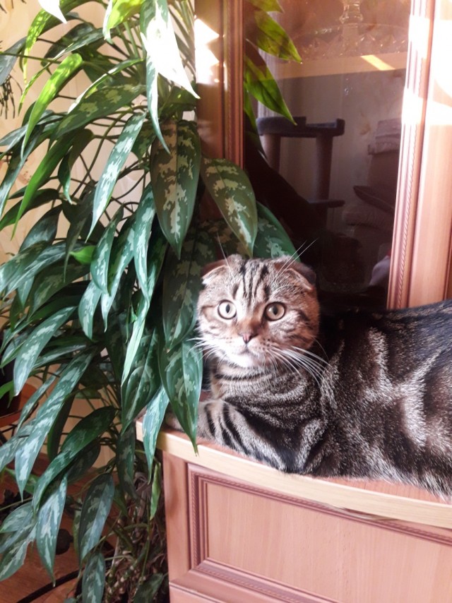 Котовторник. Февраль