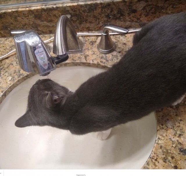 Как заставить кота побольше пить