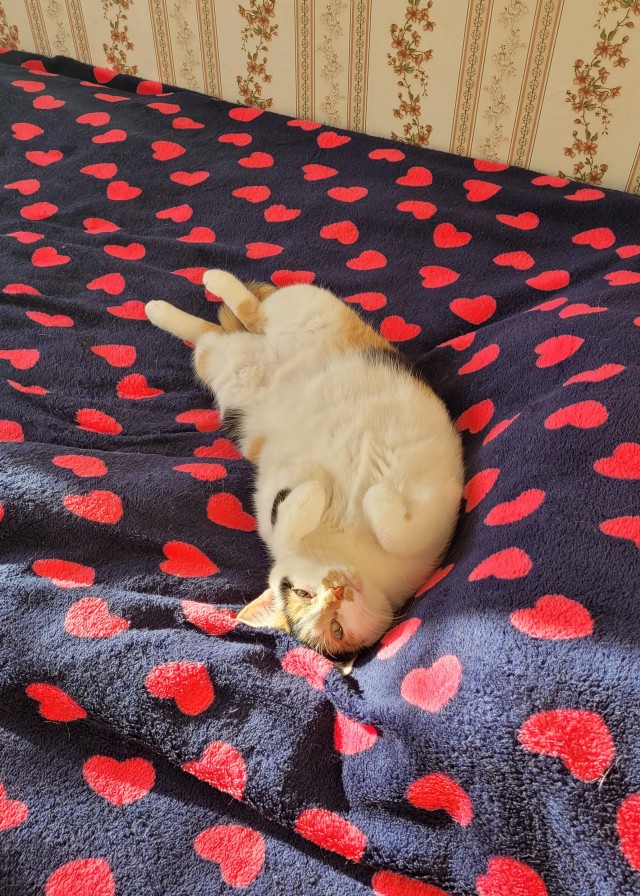 Котовторниковское