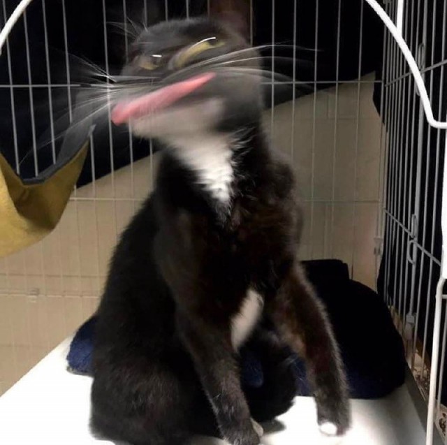 Офигевшая утка