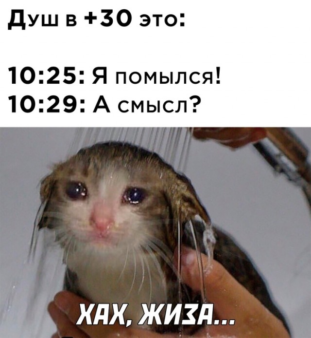 Весёлый полтишок 23.08.22