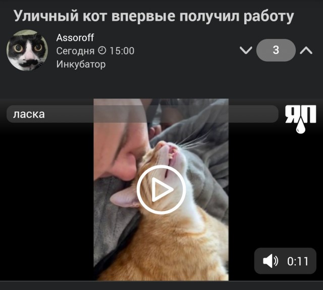 Уличный кот впервые получил работу