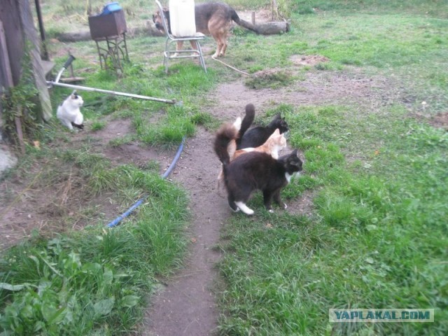 Жизнь домашнего приюта для котеек 417
