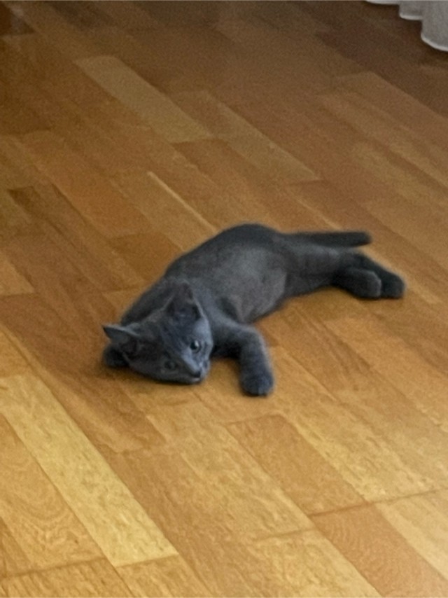 Кот Сырник