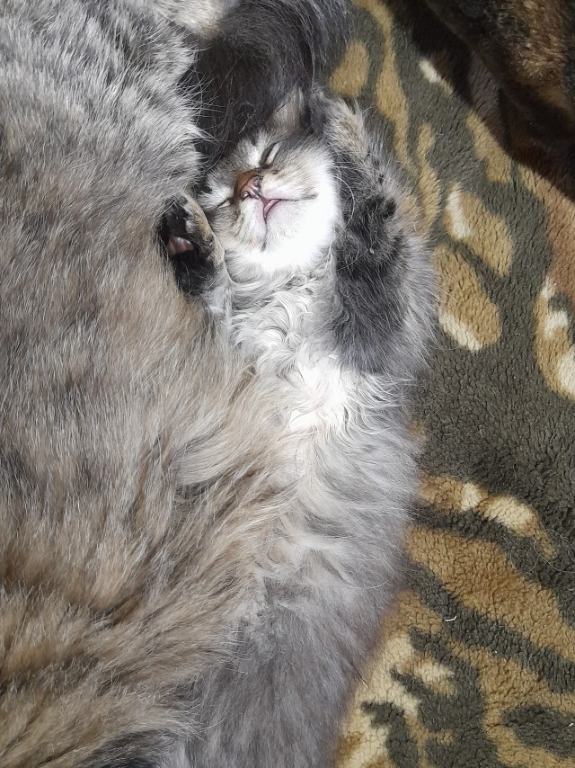 Отдам котенка