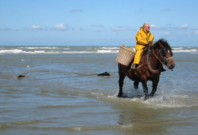 Тут лошади бороздят океан, а не поля…