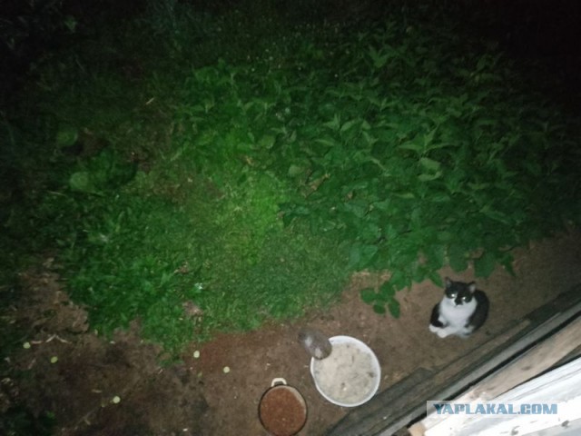 Жизнь домашнего приюта для котеек 501