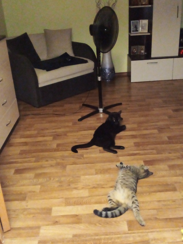 К котовторнику. Два коротких видео, с разницей в полгода.