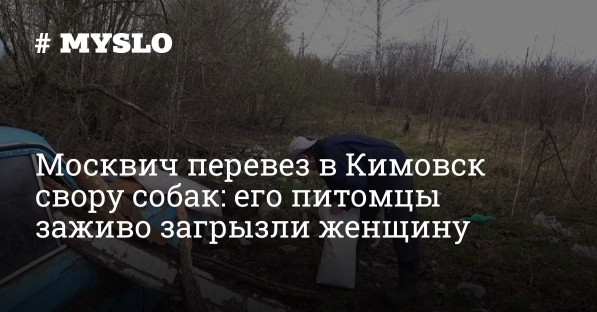Голодные псы, растерзавшие женщину в Кимовске, приехали с хозяином из Москвы