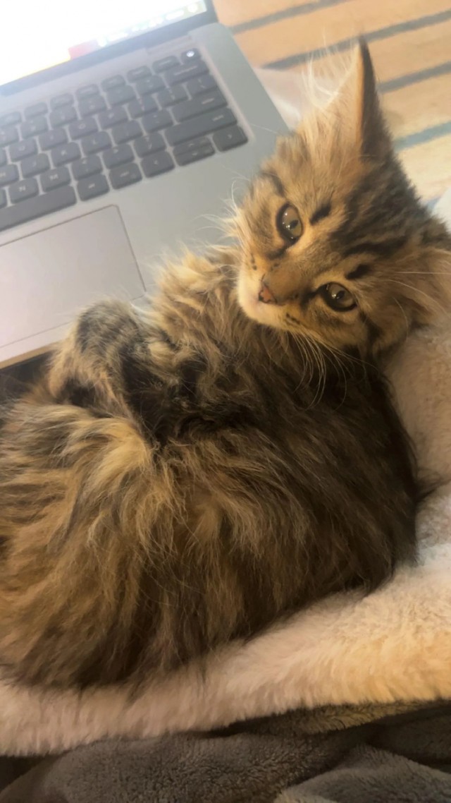 Хвостище для котовторника.