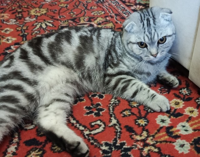 На котовторник