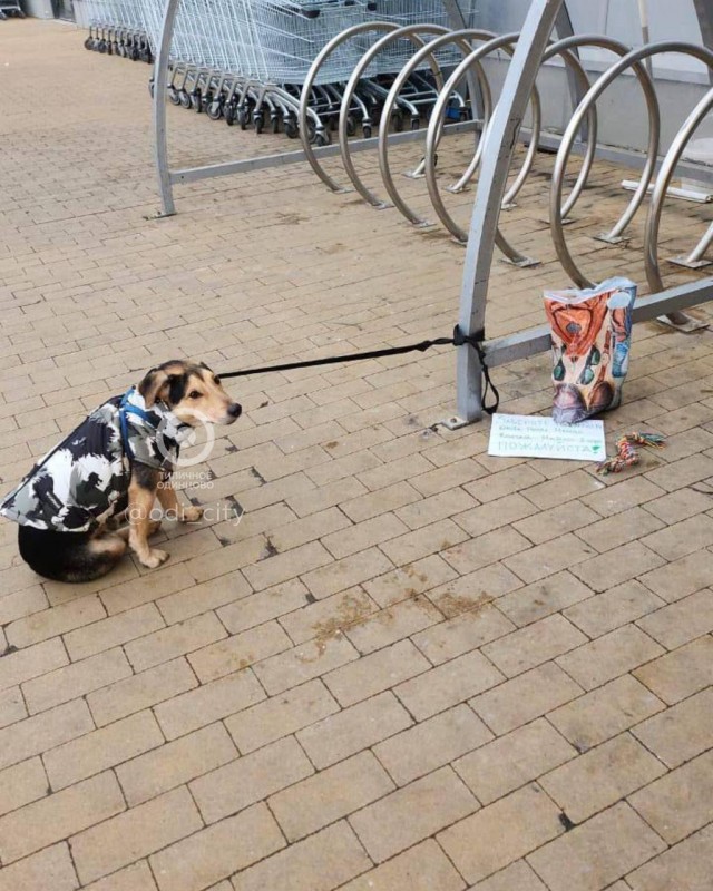 В Одинцово собаку привязали к велопарковке и бросили