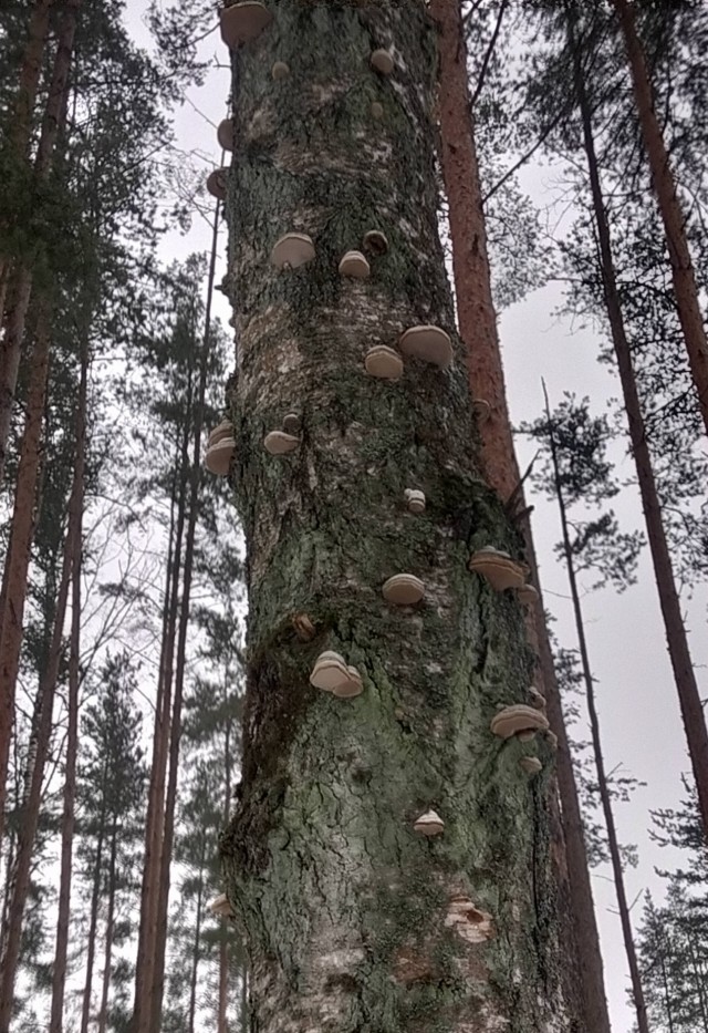 Что случилось с берёзой?