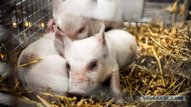 Зоозащитники украли изнуренных голодом поросят со скандальной выставки в Дании