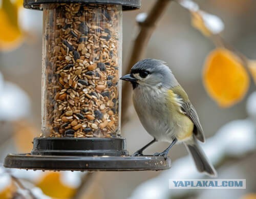 Чтобы птичий корм доставался только птицам, в него рекомендуют добавлять острый соус