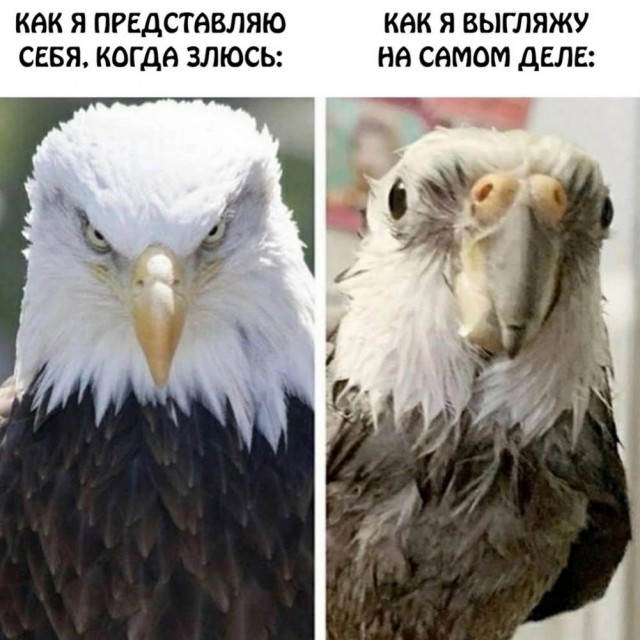 Веселые картинки в маленькую пятницу (16.04)