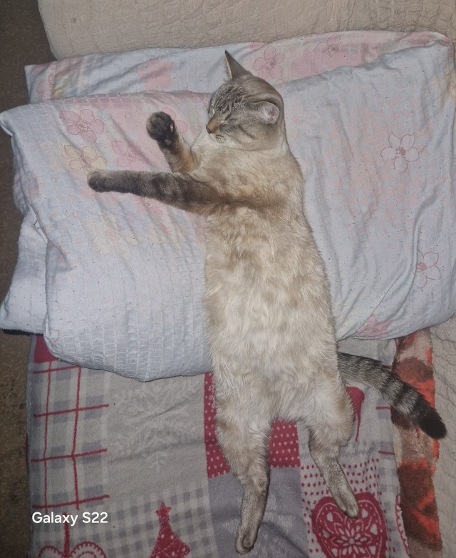 Нефотогеничный кот