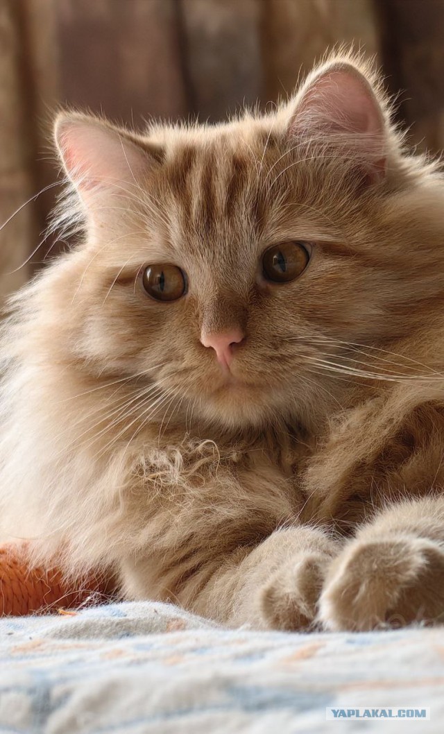 Это что, котовторник?