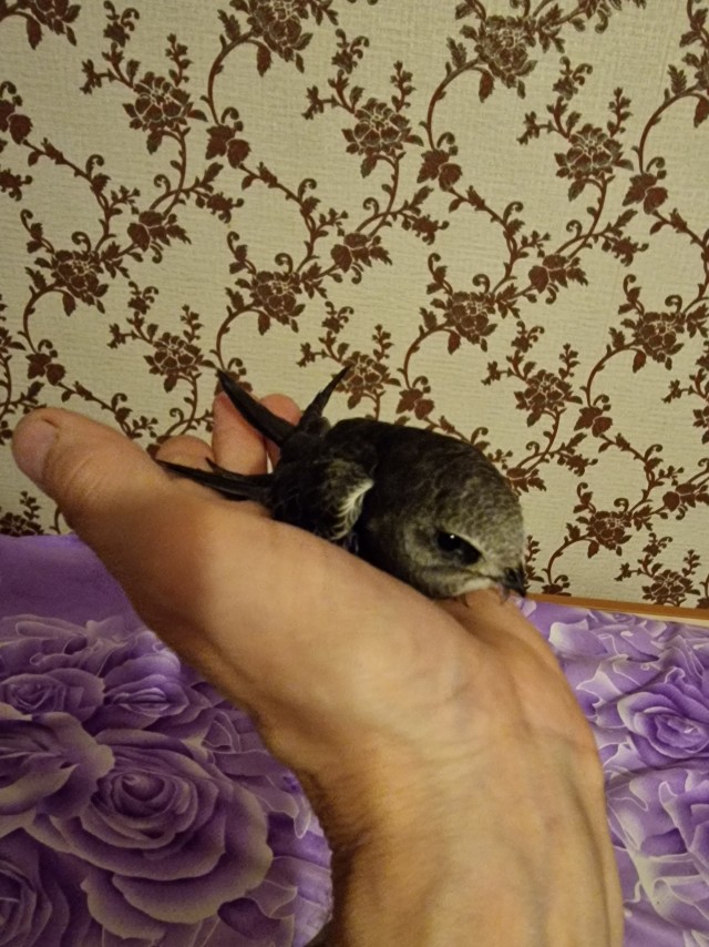 Еще один питомец, но временный