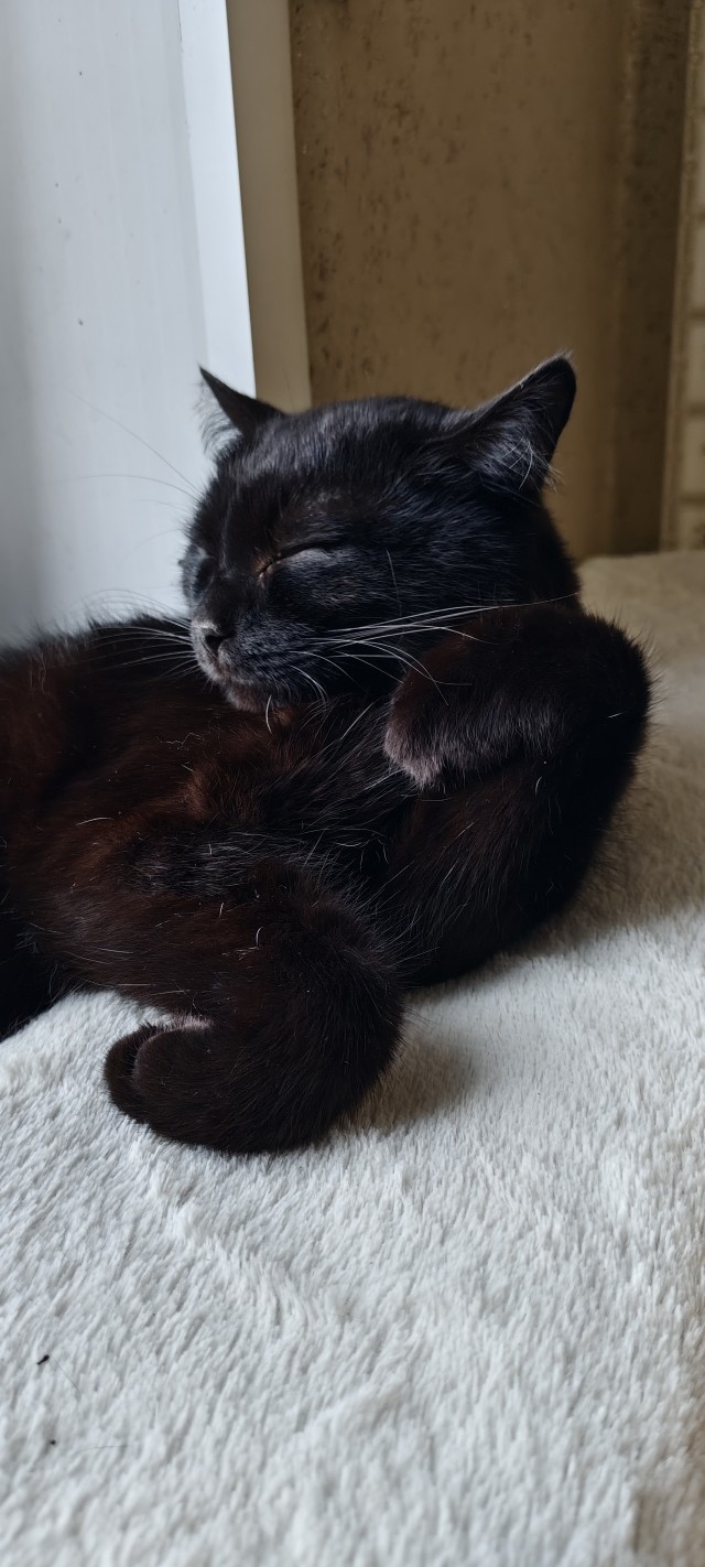 Лягух и кот